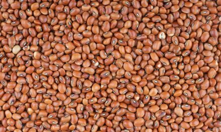 Mercado de feijão encerra outubro com negócios lentos e preços variando entre regiões produtoras