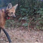 Lobos do Caraça adaptados aos visitantes  
