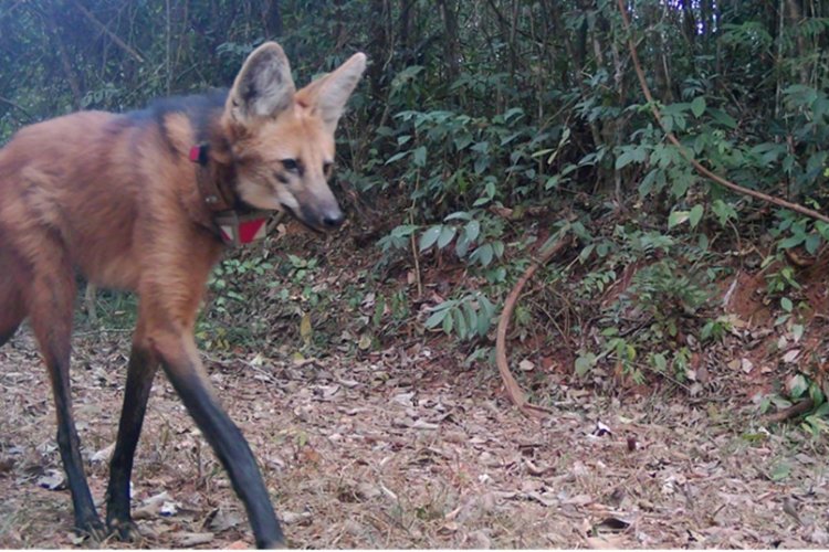 Lobos do Caraça adaptados aos visitantes  