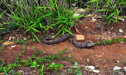 Bombeiros capturam jiboia em galinheiro no bairro Engenho de Serra, em Formiga