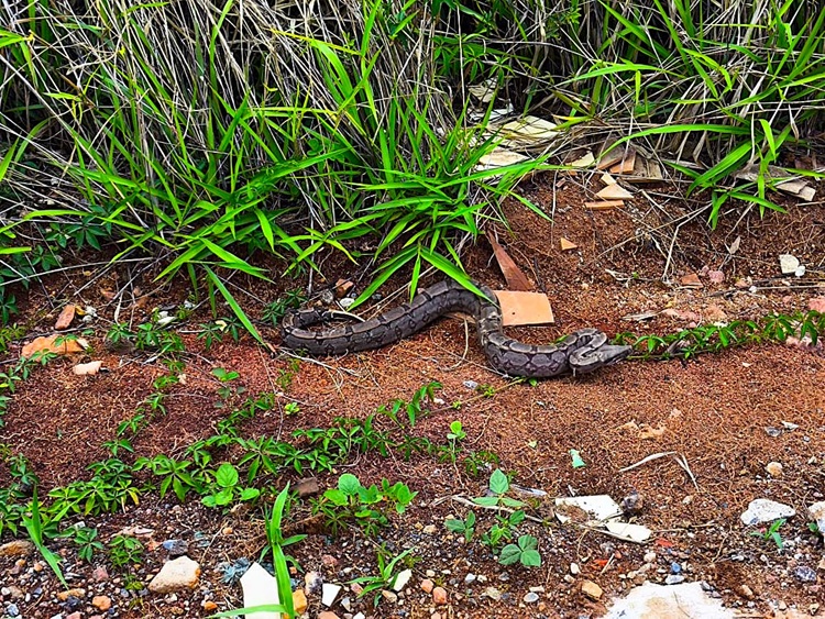 Bombeiros capturam jiboia em galinheiro no bairro Engenho de Serra, em Formiga