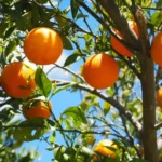 Chuvas e granizo preocupam citricultura em SP e MG
