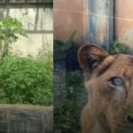 Homem morre após ser atacado por leoa ao entrar em jaula na Bica, em João Pessoa