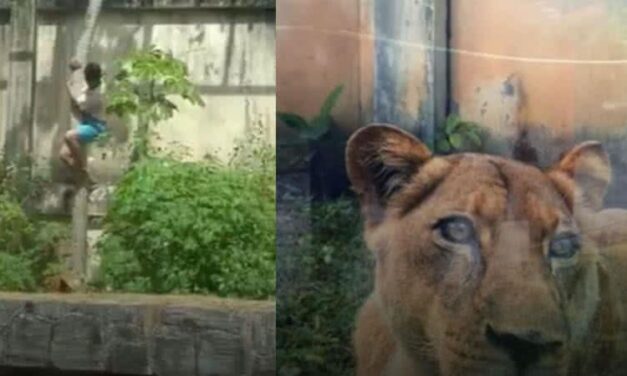 Homem morre após ser atacado por leoa ao entrar em jaula na Bica, em João Pessoa