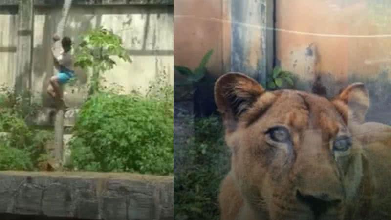 Homem morre após ser atacado por leoa ao entrar em jaula na Bica, em João Pessoa