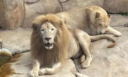 Leoa-branca considerada extinta na natureza morre em Belo Horizonte