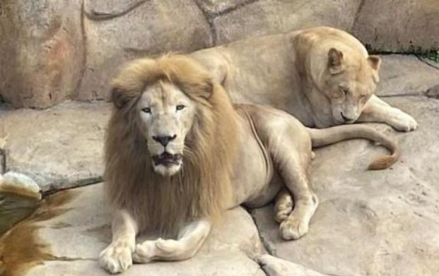 Leoa-branca considerada extinta na natureza morre em Belo Horizonte