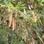 Formiga pode ganhar plano municipal para substituir espécie invasora por árvores nativas