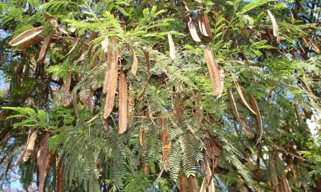 Formiga pode ganhar plano municipal para substituir espécie invasora por árvores nativas