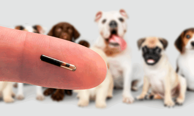 Microchip poderá ser exigido para identificação de cães, em Formiga