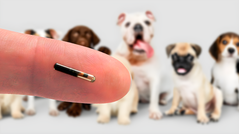 Microchip poderá ser exigido para identificação de cães, em Formiga