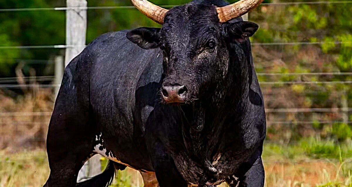 Touro mais caro do Brasil, Mickey Mouse derruba peão em 3 segundos no PBR