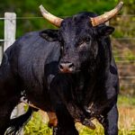 Touro mais caro do Brasil, Mickey Mouse derruba peão em 3 segundos no PBR