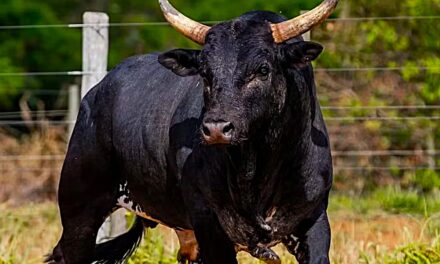 Touro mais caro do Brasil, Mickey Mouse derruba peão em 3 segundos no PBR