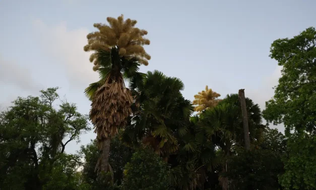 Palmeiras Talipot florescem no Parque do Flamengo após seis décadas e atraem atenção de visitantes