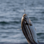 Piracema começa em vários estados: saiba o que não pode e o que continua liberado