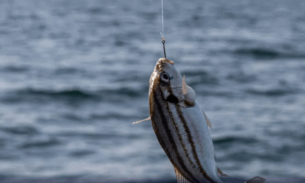 Piracema começa em vários estados: saiba o que não pode e o que continua liberado
