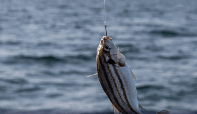 Piracema começa em vários estados: saiba o que não pode e o que continua liberado