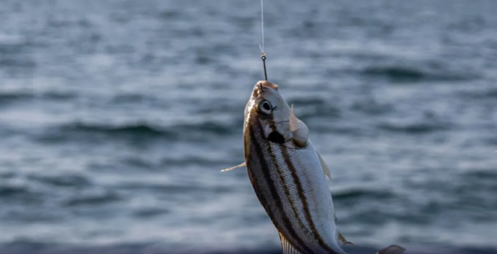 Piracema começa em vários estados: saiba o que não pode e o que continua liberado