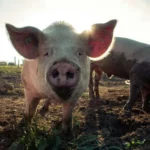 Carne suína registra alta no mercado interno, e exportações alcançam segundo maior volume da história