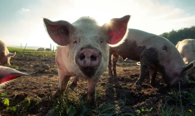 Carne suína registra alta no mercado interno, e exportações alcançam segundo maior volume da história