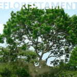 ”Programa Refloresta Formiga” busca novas áreas para recuperação ambiental