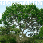 ”Programa Refloresta Formiga” busca novas áreas para recuperação ambiental