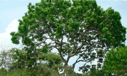 ”Programa Refloresta Formiga” busca novas áreas para recuperação ambiental