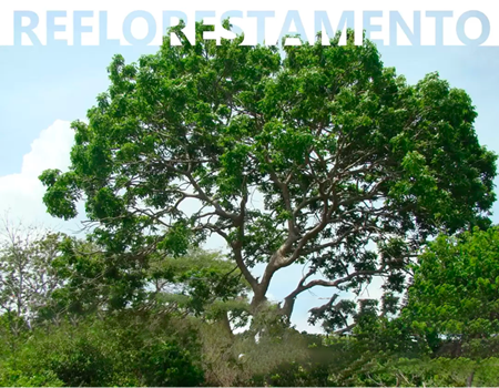 ”Programa Refloresta Formiga” busca novas áreas para recuperação ambiental