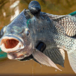 Proposta de incluir tilápia como espécie invasora gera tensão entre governo e produtores