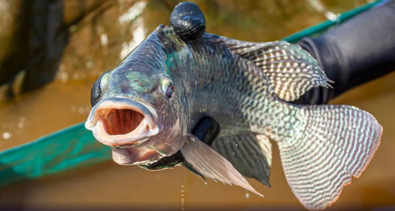 Proposta de incluir tilápia como espécie invasora gera tensão entre governo e produtores