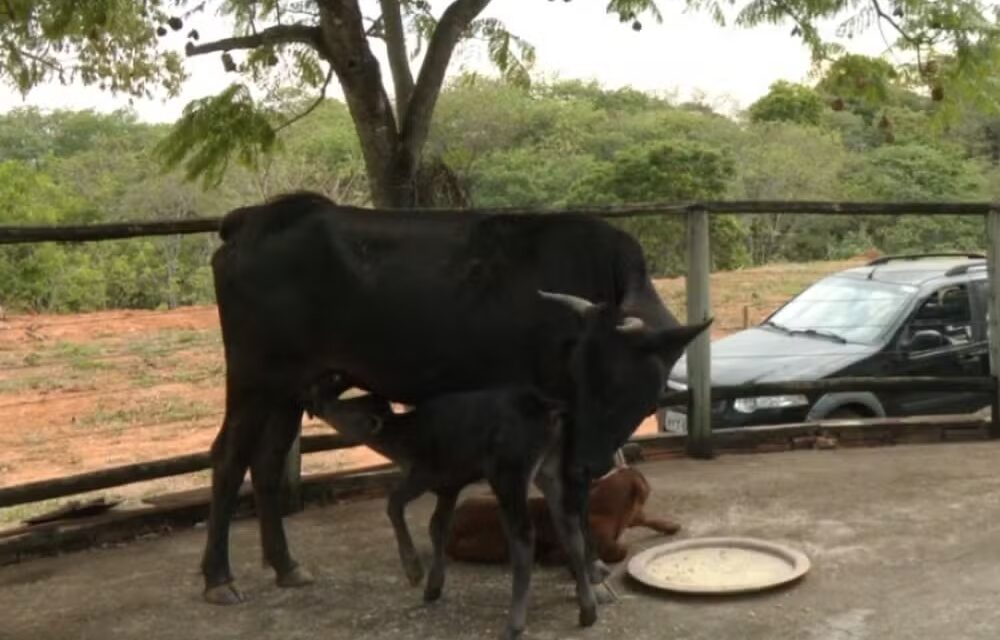Vaca tem parto raríssimo em Formiga, com bezerros gêmeos nascendo nove dias após o primeiro