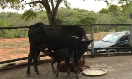 Vaca tem parto raríssimo em Formiga, com bezerros gêmeos nascendo nove dias após o primeiro