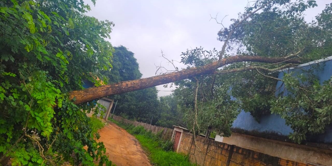 Bombeiros retiram árvore caída em via rural de Formiga e restabelecem segurança no local