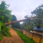 Bombeiros retiram árvore caída em via rural de Formiga e restabelecem segurança no local