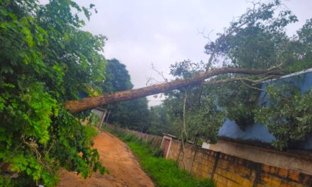Bombeiros retiram árvore caída em via rural de Formiga e restabelecem segurança no local