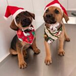 Prefeitura de Formiga promove campanha de adoção de cães