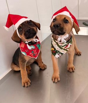 Prefeitura de Formiga promove campanha de adoção de cães