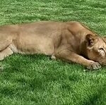 Leoa que atacou jovem em zoológico recebe cuidados e não será sacrificada