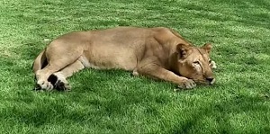 Leoa que atacou jovem em zoológico recebe cuidados e não será sacrificada