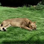 Leoa que atacou jovem em zoológico recebe cuidados e não será sacrificada