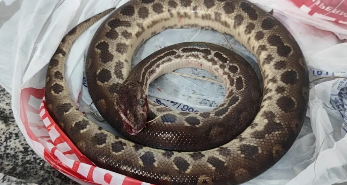Homem morde sucuri após ser atacado pela cobra no interior de SP; animal morre