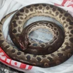 Homem morde sucuri após ser atacado pela cobra no interior de SP; animal morre